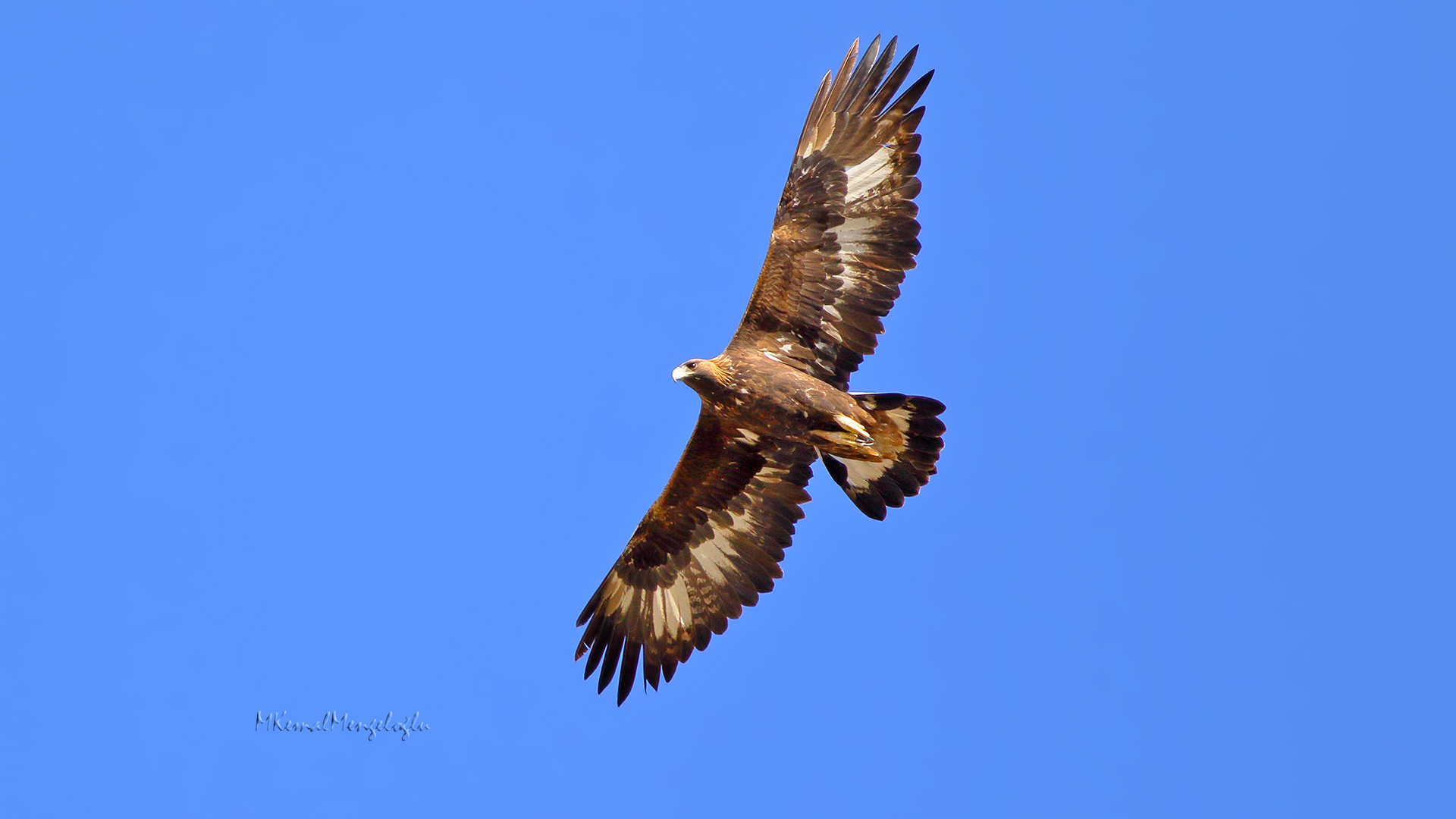 Golden Eagle